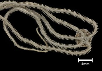 Media type: image;   Invertebrate Zoology OPH-4140 Description: Bottom up view of single ophiuroid specimen with a scale bar.;  Aspect: ventral